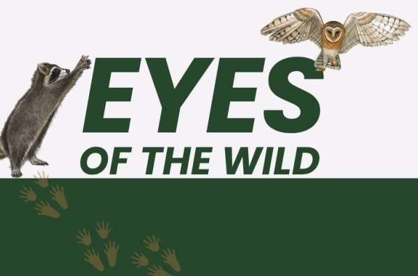 Wednesday, July 8 Eyes of the Wild family event with live animals and animal educator 