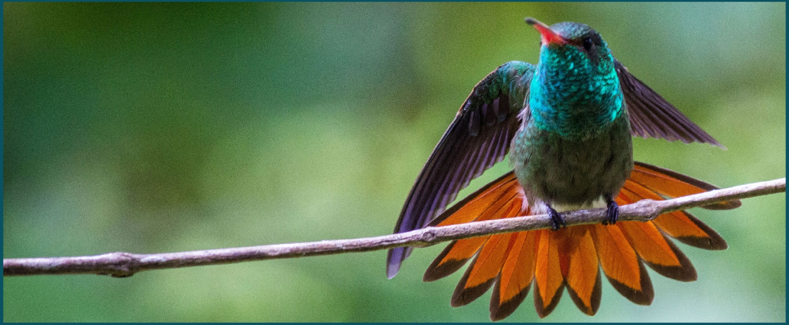 Honduran Emerald Hummingbird